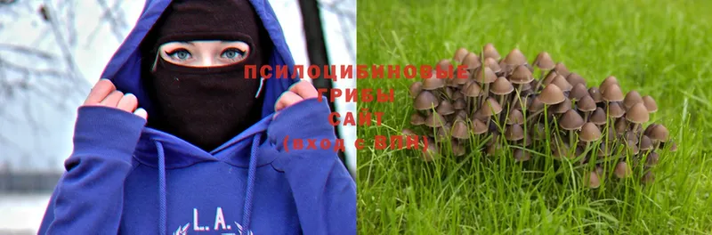 наркошоп  Миньяр  Галлюциногенные грибы Psilocybe 